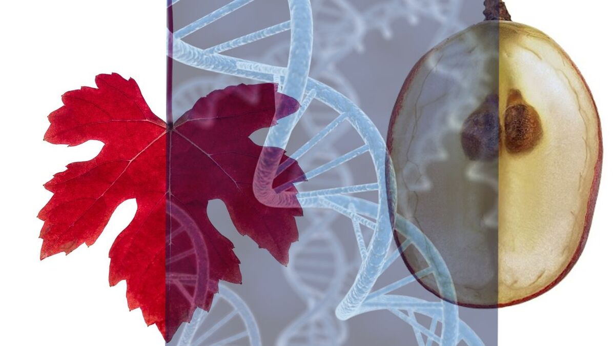 Blatt, Weinrebe und DNA-Helix